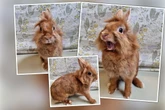 Wie lange hat sie noch? Kaninchen-Dame "Wasabi" musste schlimmes Leid durchstehen