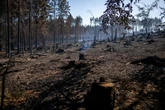 Waldbrand auf Saalfelder Höhe: Linke erhoffen sich Antworten vom Innenausschuss
