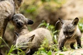 Wie süß! Seltener Zoo-Nachwuchs sorgt für Freude