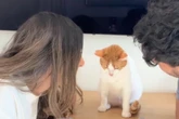 Besitzer machen "Liebes-Test" mit ihren Katzen: Ergebnis bringt so viele zum Lachen