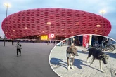 "Säuberung" vor WM 2030: So brutal soll Marokko Jagd auf Straßenhunde machen