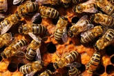 Verheerender Brand tötet eine halbe Million Bienen