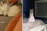 Husky verhält sich traurig: Als Besitzer den Grund herausfinden, bluten ihre Herzen