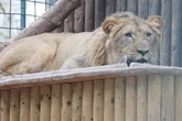 Umzug in neuen Zoo: So liefen die letzten Tage von Löwe Bahati in Leipzig