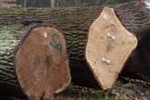 Auktion in der Dresdner Heide: Sachsen verkloppt sein Holz vor der Hütte