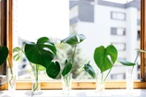 Monstera vermehren: So machst Du aus einer Pflanze einen ganzen Dschungel