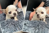 Schwere Vergangenheit adé! Diese Chihuahua-Lady will endlich ein neues Leben