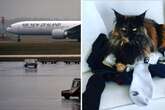 Im Flieger vergessen: Katze 