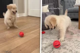 Golden-Retriever-Welpe wird zum Kung-Fu-Hund: Der Grund bringt alle zum Lachen