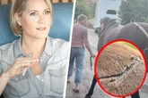 Von Alphatier "verkloppt": Judith Rakers bangt um ihr verletztes Pferd Charlie