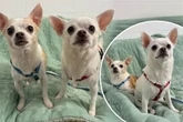 Aus schlechter Haltung befreit: Chihuahuas hoffen auf Happy End