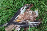 Vögel vergiftet: Polizei nimmt Verdächtigen ins Visier