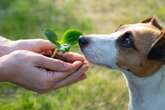 Sind Gewürze für Hunde schädlich oder gesund? Das sollte man wissen