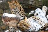 Leopardin macht den ganzen Tag die Beine breit: 