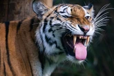 Tiger fällt Pfleger im Gehege an - wenig später ist der Mann tot