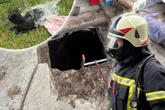 Katze stürzt in Senkgrube: Giftige Gase erschweren die Rettung