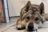 Tierfreunde entsetzt: "Gefährlicher" Wolfshund Nanouk (†6) trotz Interessenten eingeschläfert