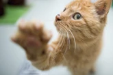 Bei Einsatz von Katzen attackiert: Feuerwehrleute landen im Krankenhaus