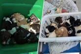 Tierliebhaber sind bestürzt: Gruppe von Welpen in Straßengraben zurückgelassen