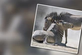Ferdinand und Silvester wollen Köln unsicher machen: Zoo freut sich über sächsischen Zebra-Zuwachs