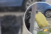 Mit diesem lustigen Diebstahl bringt Katze das Netz zum Lachen
