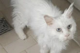 Besitzer will Katze einschläfern, weil Tierarztbehandlung zu teuer ist