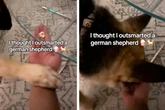 Herrchen will seinen Schäferhund austricksen: So clever reagiert das Tier