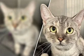 Junge Katze hat viel mitgemacht: Jetzt ist sie der Liebling der Tierretter