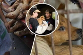 Kurz vor Ekel-Festival gerettet: Hunde-Schlachthaus von Tierschützern geräumt