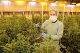 Produzent Demecan macht aus der Pflanze Medizin - Cannabis-Riese boomt, doch es gibt Sorgen