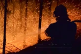 "Kann sich nicht mehr selbst reproduzieren": Neue Doku zeigt, was nach Waldbrand passiert