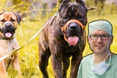 Hunde-Attacke auf junge Schwestern in Sachsen: "Sehr tiefe Bisswunden mitten im Gesicht"