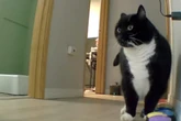 Frau macht während Homeoffice Musik an: Die Reaktion ihrer Katze lässt keine Zweifel offen