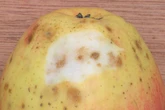 Pilzkrankheit, Stippe, Druckstellen: So heikel sind braune Flecken im Apfel