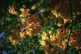 Goldener Herbst im Südwesten: Der Sonntag startet aber trüb