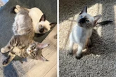 Mutter will Maine-Coon-Katze für ihre Tochter kaufen, doch dann bringt sie dieses Tier mit nach Hause