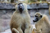 Nürnberger Tiergarten tötet gesunde Paviane und verfüttert sie an Geier und Löwen: Über 100 Strafanzeigen!