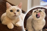 Kater geben sich in schweren Zeiten Halt: Finden sie ihr Happy End?