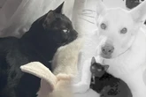 Familie trauert um verstorbenen Hund: Als Frau sieht, was Katze dann macht, fließen Tränen