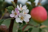 Ist es schlimm, wenn Dein Apfelbaum im August blüht?
