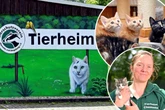 Zu viele Samtpfoten? Chemnitzer Tierheim erlässt Aufnahmestopp für Katzen
