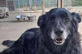 Er hat einen letzten Wunsch: Hund Lucky will nicht im Tierheim sterben