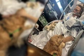 Frau wird nach Organversagen ins Koma versetzt: Als ein Hund ihre Hand berührt, passiert das Unfassbare