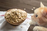 Füttern oder lieber nicht? Darum sind Haferflocken für Katzen nicht immer harmlos