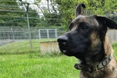 Er will nicht im Tierheim alt werden: Hund Genji hofft auf ein Happy End