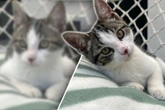 Kater sitzt mit vier Monaten schon im Tierheim: Jetzt hofft er auf einen Neuanfang