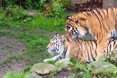 Nach dem Tod ihrer drei Babys: Leipziger Tiger paaren sich wieder - 40 Mal hintereinander!