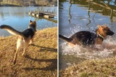 Junger Schäferhund springt plötzlich in See: Herrchen hat Vermutung, die ihn nachdenklich stimmt
