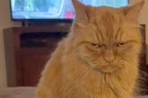 Oranger Kater guckt Besitzerin mit Todesblick an: Der Grund lässt Lachtränen fließen