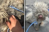 Frau rettet verwahrlosten Hund: Was dann herauskommt, sorgt für handfeste Überraschung